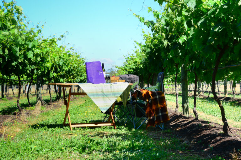Barham Vines Picnic-vinyard